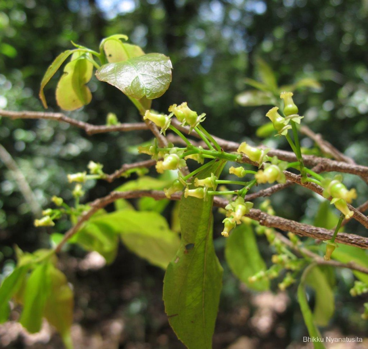 Flacourtia jangomas (Lour.) Raeusch.